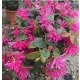 LOROPETALUM zimozielona miododajna - sadzonki 30 / 40 cm